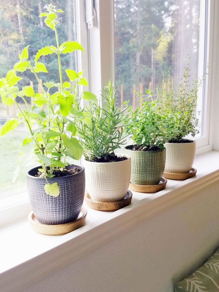 Assemble a Mini Herb Garden on the Windowsill